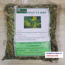 Image result for lá phan tả diệp