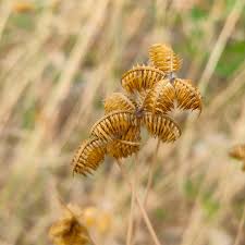 Image result for Dactyloctenium