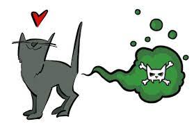 Voracious Gassy Kitten Thecatsite