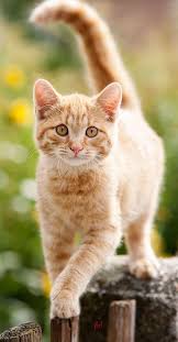 littersolutionscat follow me so you can get my pins in your pinterest feed help me get 10k thx orange tabby cats baby cats beautiful cats