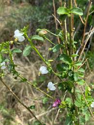 Image result for Hibiscus micranthus