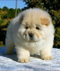 Top 8 Biggest Puppy In The World Big Puppies Big Fluffy Dogs Fluffy Puppies