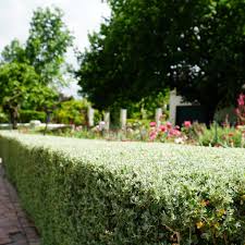 Image result for Rhagodia