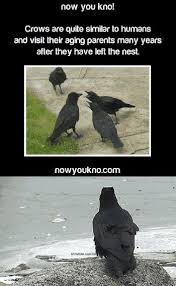 Pin By Raven Wicca Peace On Crow Animal Facts Cute Animals Funny Animals