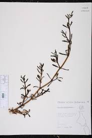 Image result for Sesamum parviflorum