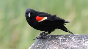 Their head is crested in a downward slope, with a red eye and partially red bill. How To Identify A Red Winged Blackbird
