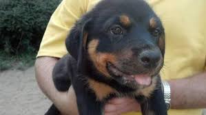 Von muntz rottweilers offer german rottweiler puppies for sale, we are a german rottweiler breeder in florida von muntz rottweiler offers shipping for all of our rottweiler puppies if needed. Akc German Rottweiler Puppies 12 Weeks Old For Sale In Pensacola Florida Classified Americanlisted Com