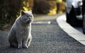 Meskipun harga kucing siamese lebih terjangkau daripada persia, kucing siam justru sering dikawin silang dengan ras kucing lain. 14 Kucing Ras Termahal Dengan Harga Fantastik Di Dunia