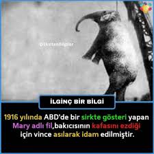 Faruk Kirkpinar Adli Kullanicinin Biliyor Muydunuz Panosundaki Pin 2020 Bilgi Alintilari Hayvan Bilimi Bilgi Karti
