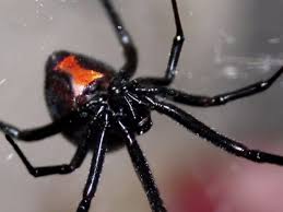 The black widow spider produces a protein venom that affects the victim's nervous system. What Happens After A Black Widow Bite