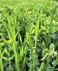 Whs Green Forage Blend Northwoods Whitetails Inc
