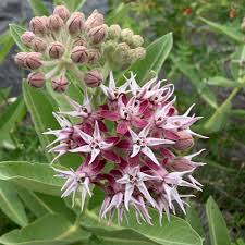 Image result for Asclepias aurea