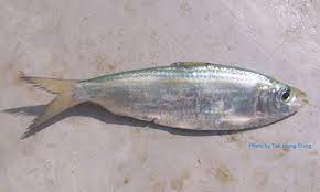 Your email address will not be published. Clupeids Sardinellas Talk About Fish