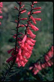 Victoria Floral Emblems Australian Plant Information Australian Wildflowers Australian Plants Australian Flowers