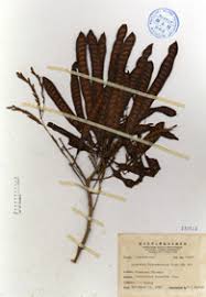 Image result for Lotononis bainesii