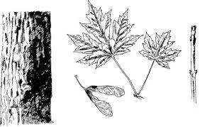 Maybe you would like to learn more about one of these? Maple Tree Id Massachusetts Maple Producers Association Massachusetts Maple Producers Association