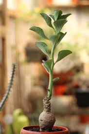 Image result for Monadenium torrei