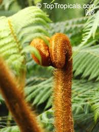 Image result for Cyphia erecta