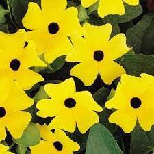 Sunny Lemon Star Thunbergia Black Eyed Susan Black Eyed Susan Vine Yellow Flowers