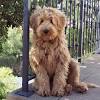 Stream tracks and playlists from goldendoodle 골든두들 ゴールデンドゥードル on your desktop or mobile device. Https Encrypted Tbn0 Gstatic Com Images Q Tbn And9gcqpozimm Dktvsujohrjkgaqxn9m0qrka F3ykckunfvrlnvxva Usqp Cau