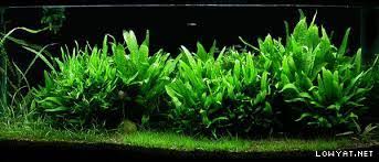 Assalamualaikum warohmatullohi wabarokatuh cara tanam jahe di polybag | dari semai sampai 8 bulan. Wts Fresh Aquarium Plants 2018