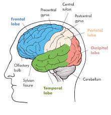 The central nervous system is made up of the brain and spinal cord. The Nervous System Noba