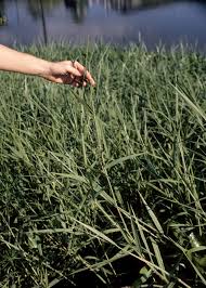 Image result for Urochloa