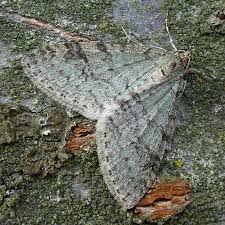 Image result for Trichopteryx