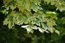 Image result for Vepris drummondii