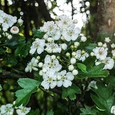 Image result for Hawthorn