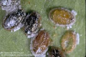 Image result for Allophylus whitei