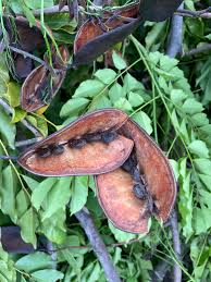 Image result for Erythrophleum