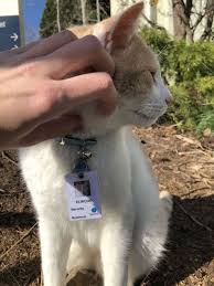 The film earned nearly us$ 300 million on a us$30 million budget. Hospital Hires Cat As Security Guard And Even Gives Him His Own Staff Id Badge 9gag
