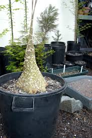By this technique we can produce. Trident Maple Fusion Fusion Bonsai