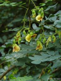 Image result for Ormocarpum schliebenii