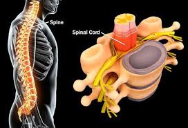 Each region has a number of vertebral bones. Back Pain Common Spine Problems