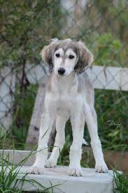 Gray Grizzle Saluki Puppy Saluki Puppy Saluki Dogs Dog Friends