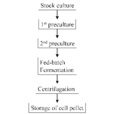Principle Flow Chart Of A Fermentation Process For The