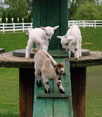Pin On Our Funny Animals