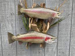 Contact us for any questions related to rainbow trout taxidermy. Fish Species Color Variances American Fish Taxidermy