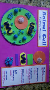 Animal Cell Project Animal Cell Project Cells Project Science Cells