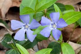 Vinca atau tapak dara berwarna putih. Bunga Vinca Si Cantik Yang Penuh Warna Tips Dekorasi Prasstyle Com