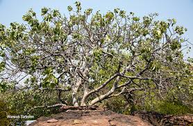 Image result for Ficus abutilifolia