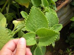 Image result for Coleus amboinicus