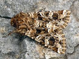 Image result for Hadena perplexa