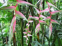 Pin On Hawaiian Flowers