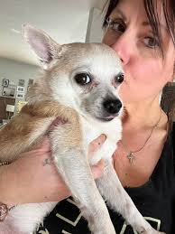 Has anyone dealt with eye issues in dogs?