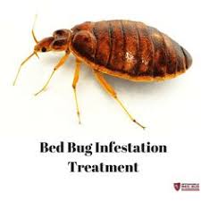 This page describes some of the techniques that have been found to be effective. 45 Best Pest Control In Atlanta Ideas Pest Control Services Pest Control Pests