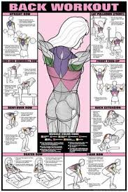 Co Ed Back Workout Professional Fitness Gym Wall Chart