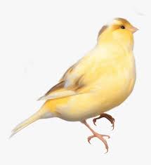 Bird email sending line drawing illustration animation with transparent background. Yellow Bird Transparent Background Hd Png Download Transparent Png Image Pngitem